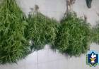 SECUESTRAN PLANTAS DE MARIHUANA TRAS SER ARROJADOS POR DOS SUJETOS