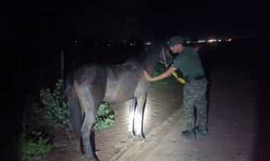 RESCATAN A UN EQUINO QUE DEAMBULABA POR LA LOCALIDAD 