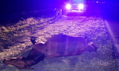 MACHAGAI: ACCIDENTE DE TRANSITO 