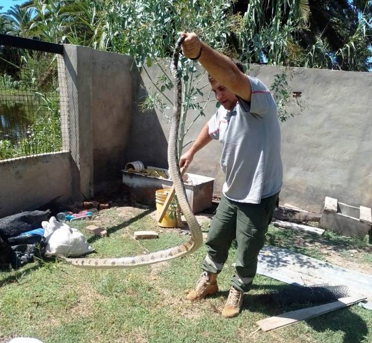 VILLA ÁNGELA: BOMBEROS LIBERAN A UNA SERPIENTE A SU HÁBITAT NATURAL