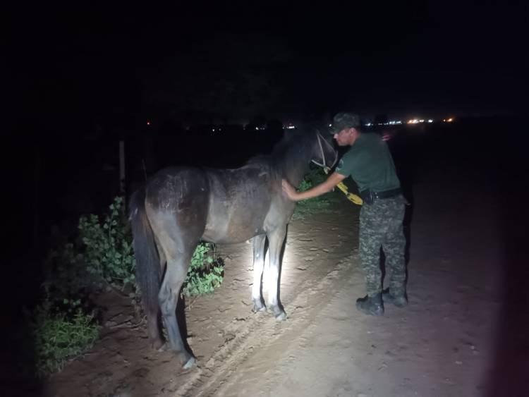 RESCATAN A UN EQUINO QUE DEAMBULABA POR LA LOCALIDAD 