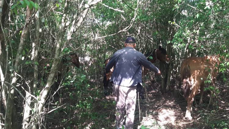 BLINDAJE RURAL: RÁPIDA INTERVENCIÓN PARA RESTITUIR ANIMALES DENUNCIADOS COMO SUSTRAÍDOS