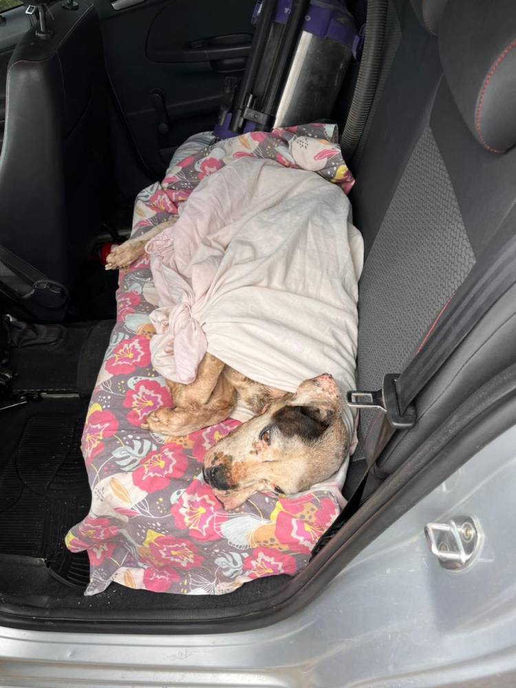 ASISTEN A UN CAN QUE SE ENCONTRABA ABANDONADO